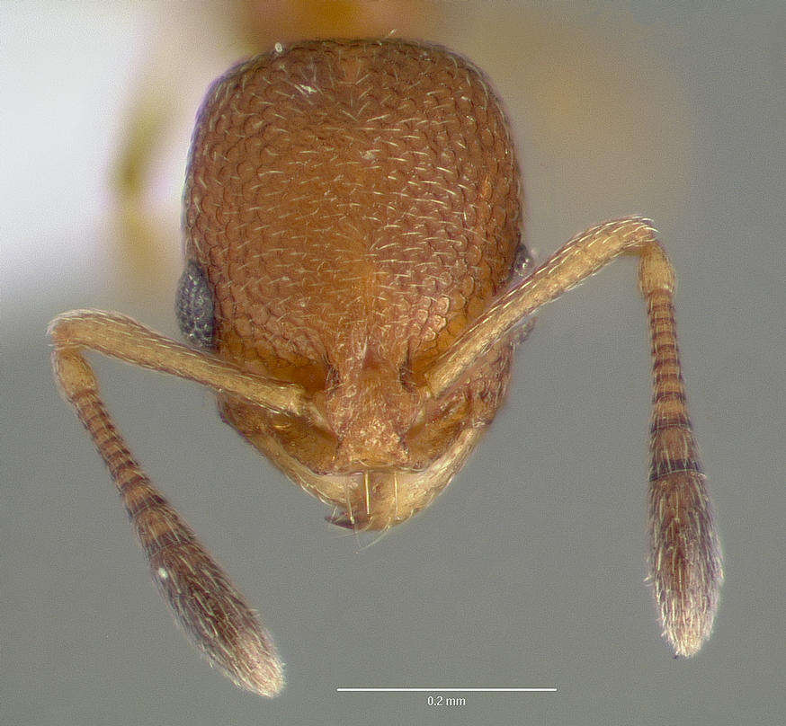 Image of Ant