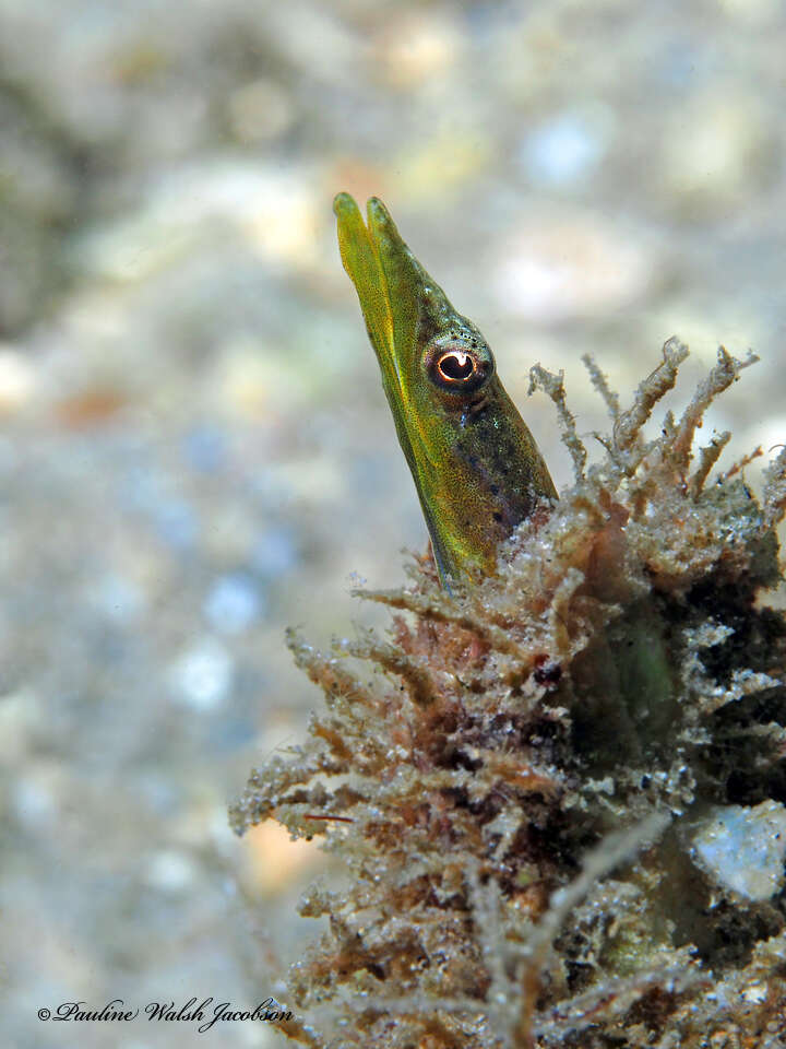 Image of Bluethroat Pikeblenny