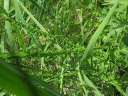 Image of Carduus hamulosus Ehrh.