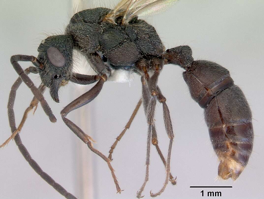 Image of green ant