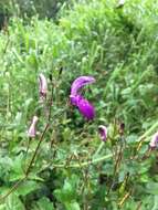 Image of Brillantaisia lamium (Nees) Benth.