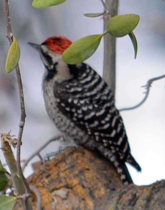 Image of Ladder-backed Woodpecker