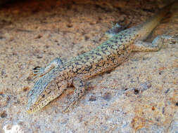 Image of Anatolian Lizard