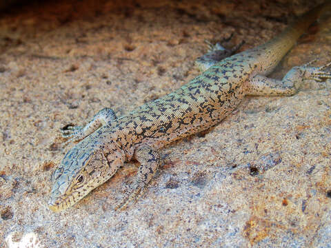 Image of Anatolian Lizard