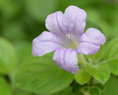 Plancia ëd Ruellia cordata Thunb.