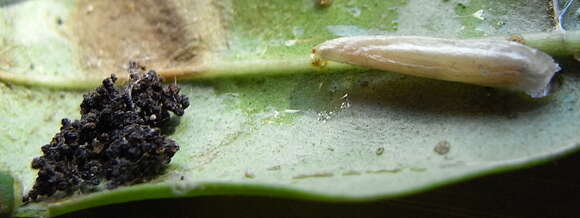 Image of Caloptilia cuculipennella (Hübner 1796)