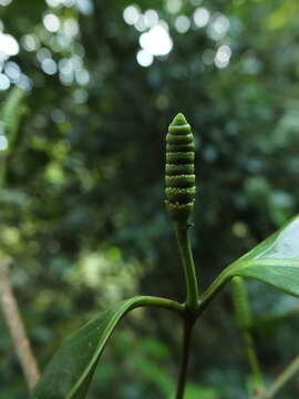 Gnetum edule (Willd.) Blume resmi