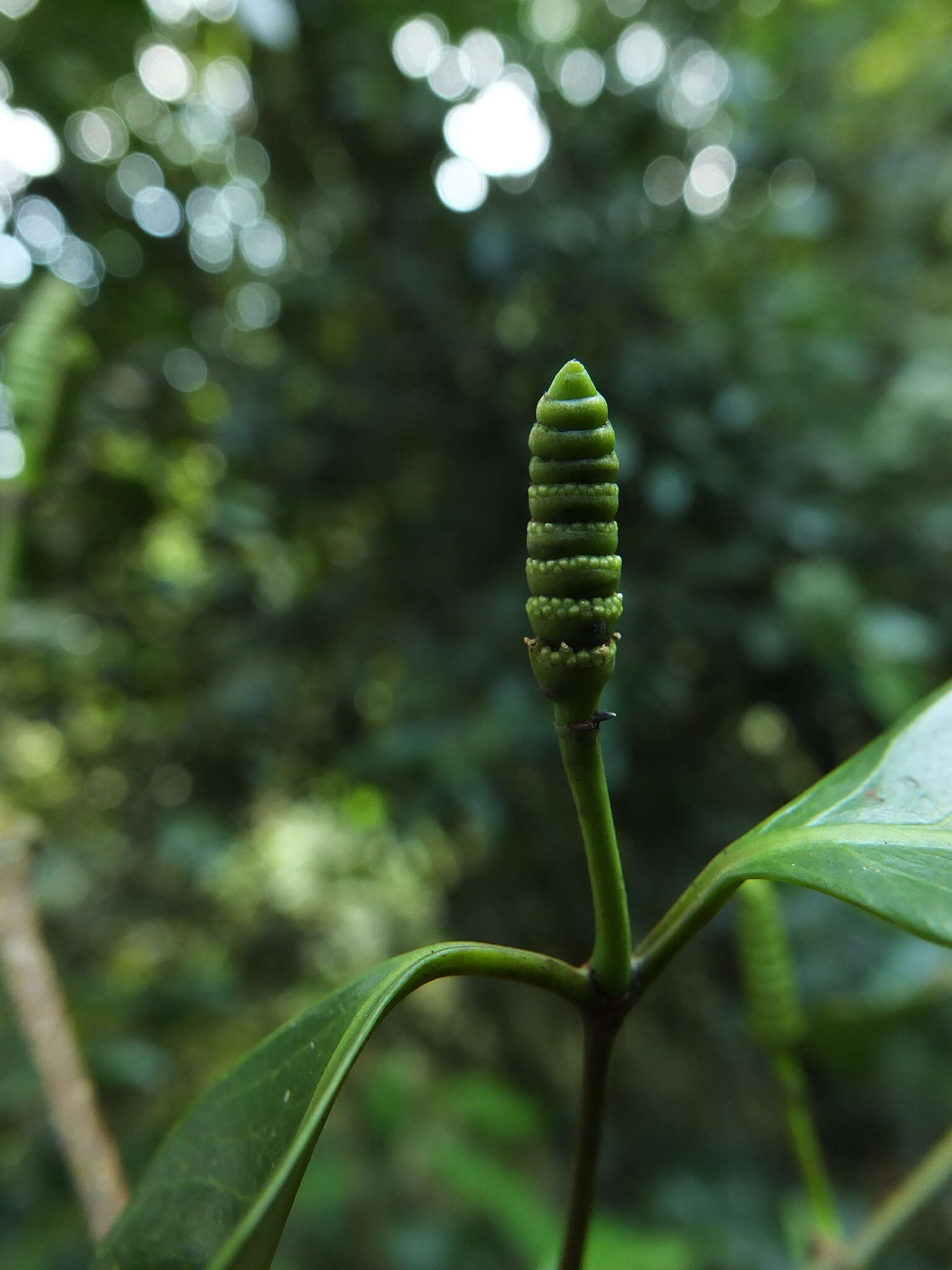 Image of Gnetum edule (Willd.) Blume