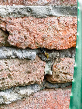 Image of Shieldhead Gecko