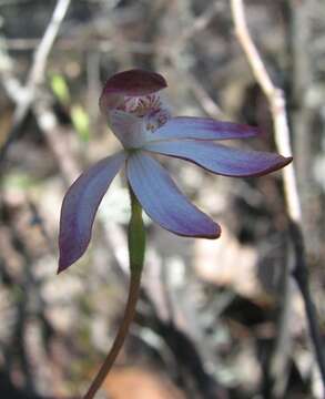 Image of Caladenia gracilis R. Br.