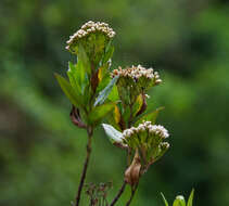 Ageratina pseudochilca (Benth.) R. King & H. Rob. resmi