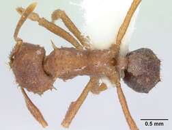 Image of Acromyrmex coronatus (Fabricius 1804)