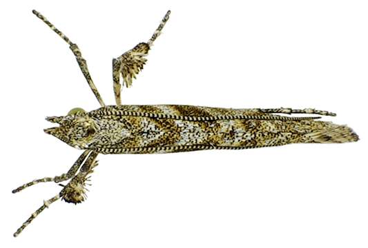 Image of Caloptilia cuculipennella (Hübner 1796)