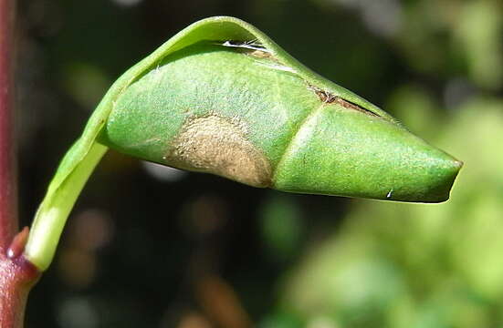 Image of Caloptilia cuculipennella (Hübner 1796)