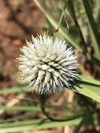 Image of Cyperus alatus subsp. albus (Nees) Lye