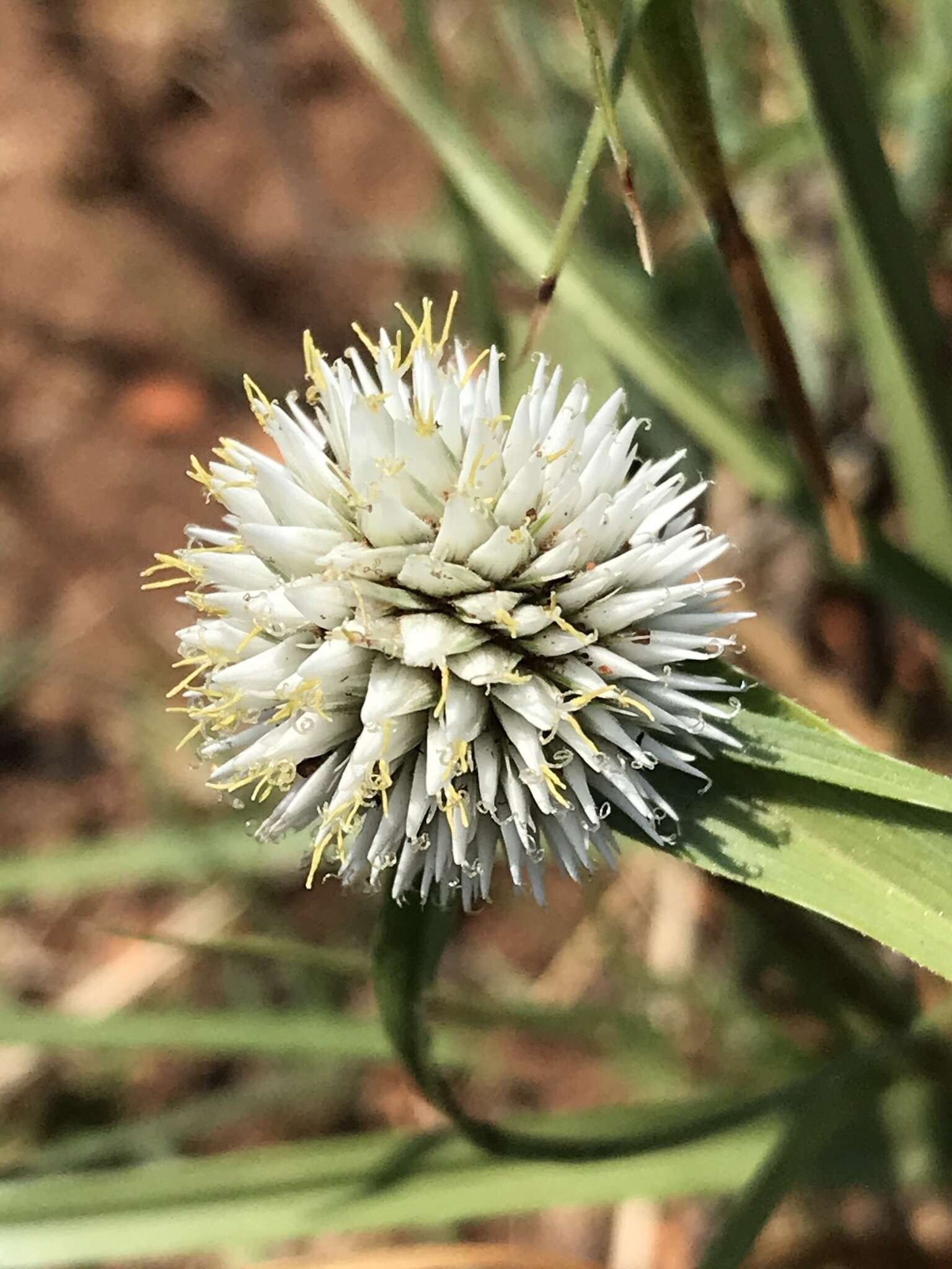 Image of Cyperus alatus subsp. albus (Nees) Lye