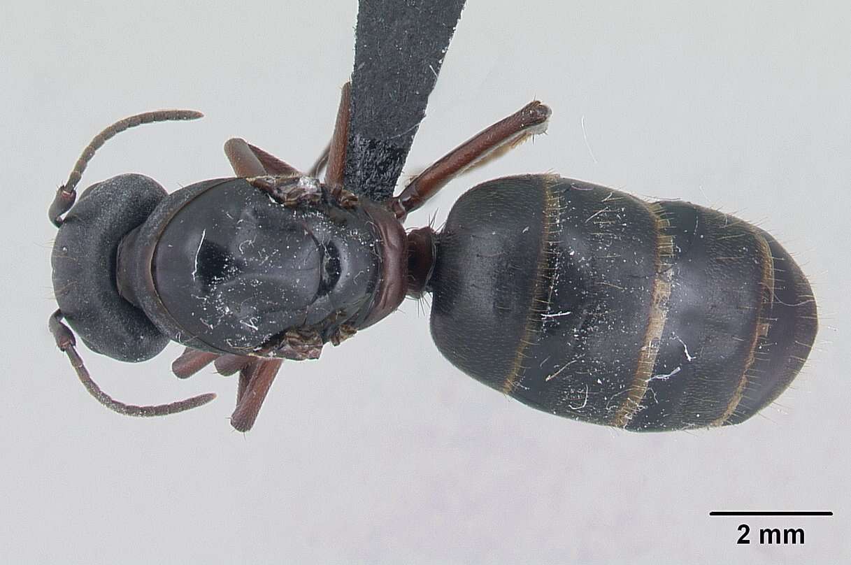 Plancia ëd Camponotus herculeanus (Linnaeus 1758)