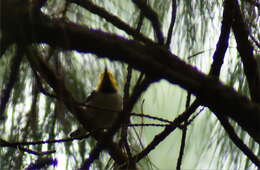 Image of Hermit Warbler