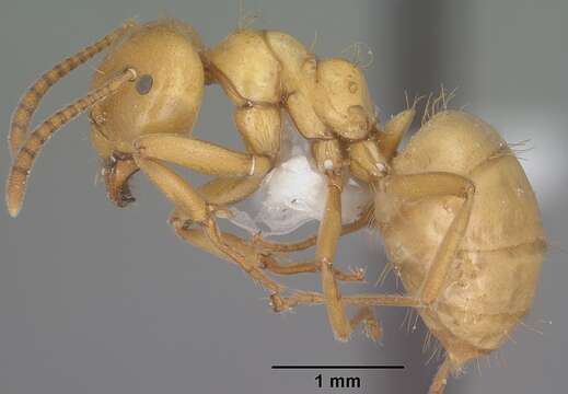 Image de Lasius arizonicus