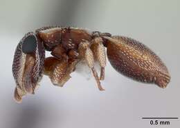 Cephalotes maculatus (Smith 1876) resmi