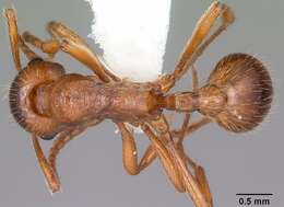 Image of European fire ant