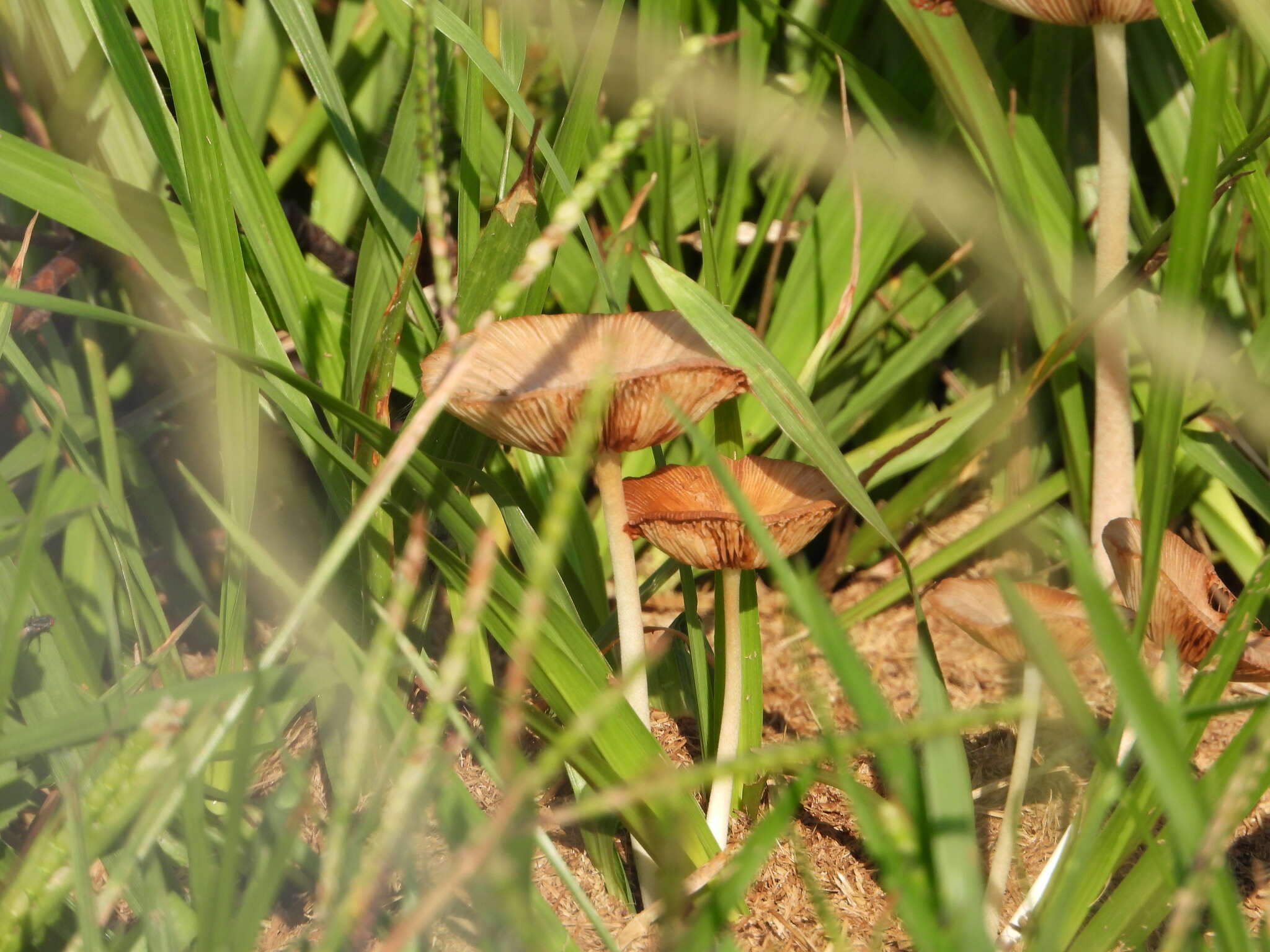 Image of Bolbitius coprophilus (Peck) Hongo 1959