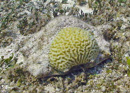 Image of Giant spider conch