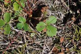 Sivun Fragaria cascadensis K. E. Hummer kuva