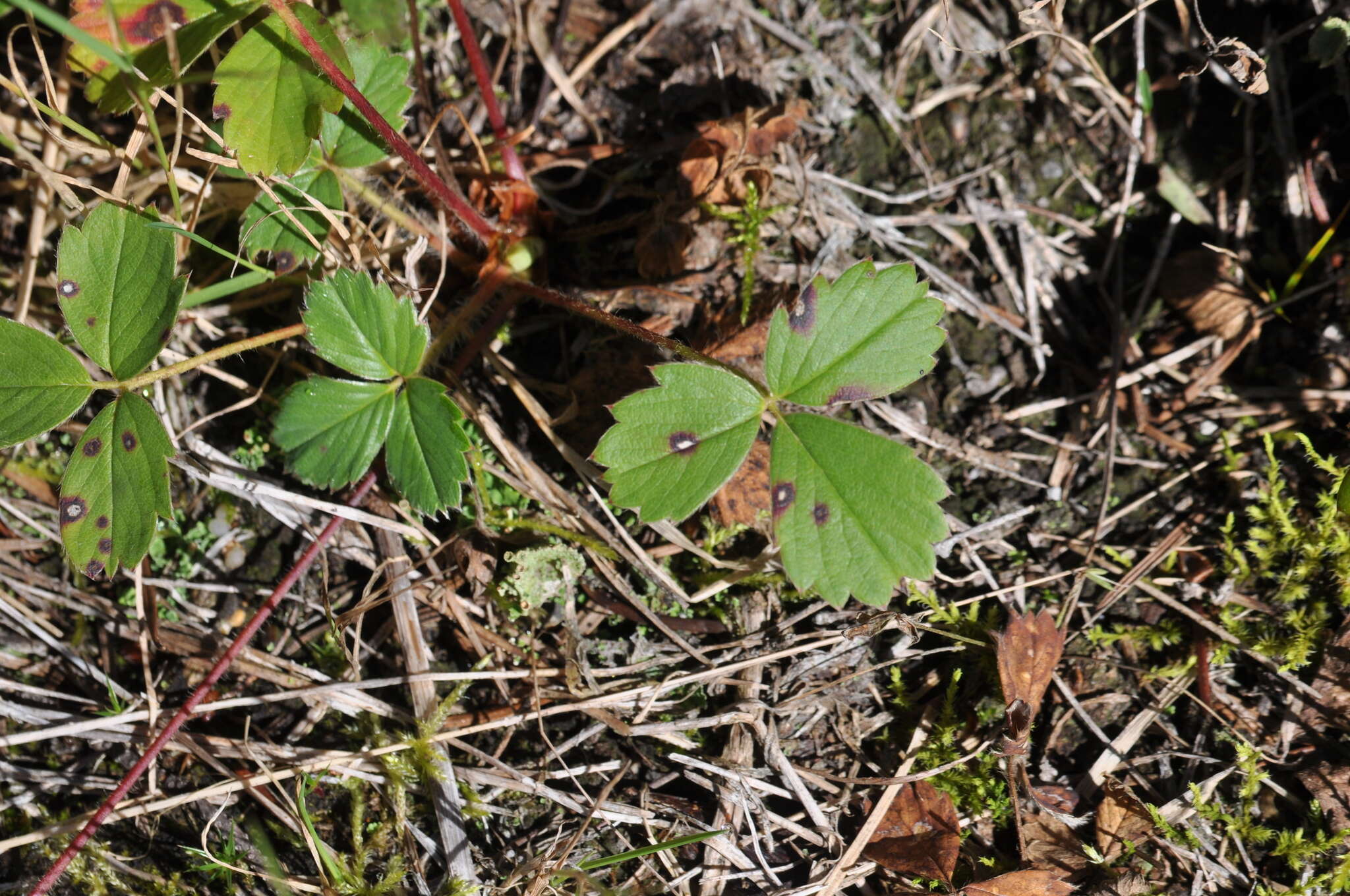 Слика од Fragaria cascadensis K. E. Hummer