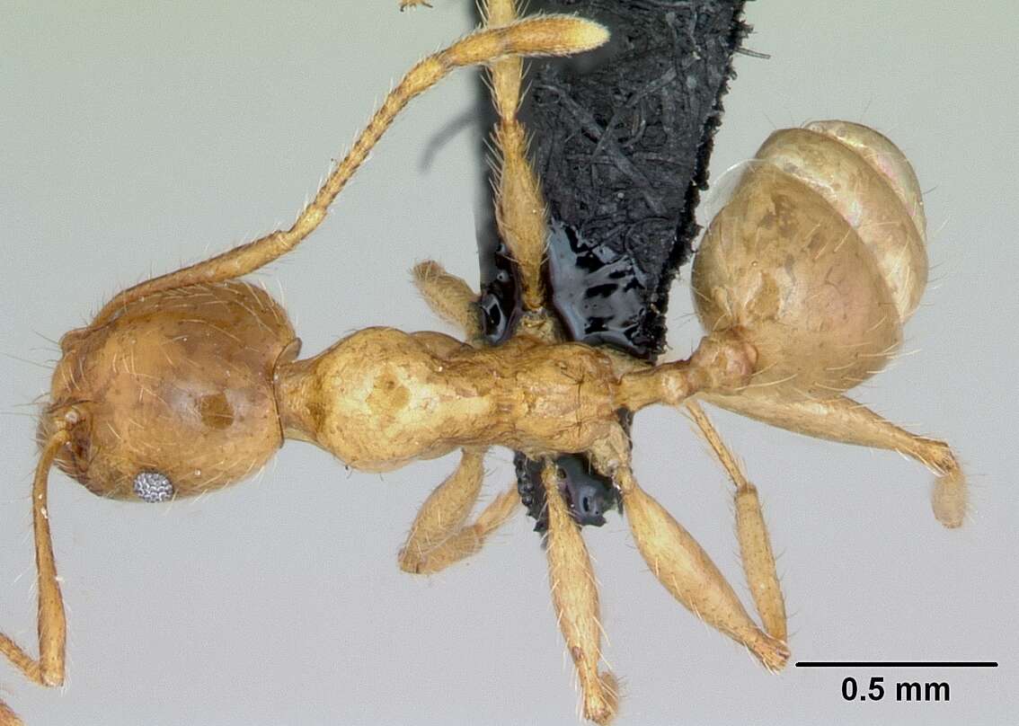 Image of Pheidole pallidula (Nylander 1849)