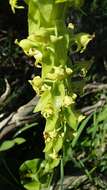 Image de Satyrium humile Lindl.