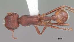 Image of Florida Harvester Ant