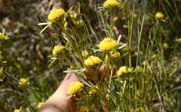 Image of Leucadendron cinereum (Sol. ex Aiton) R. Br.