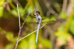 Image de Libellula flavida Rambur 1842