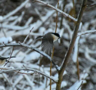 صورة Poecile palustris stagnatilis (Brehm & CL 1855)