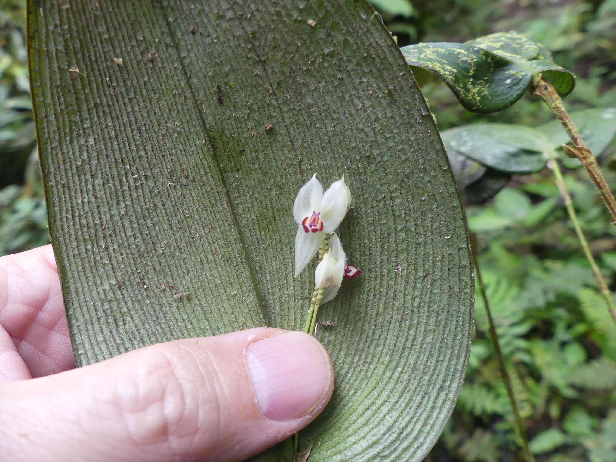 Image of Lepanthes magnifica Luer