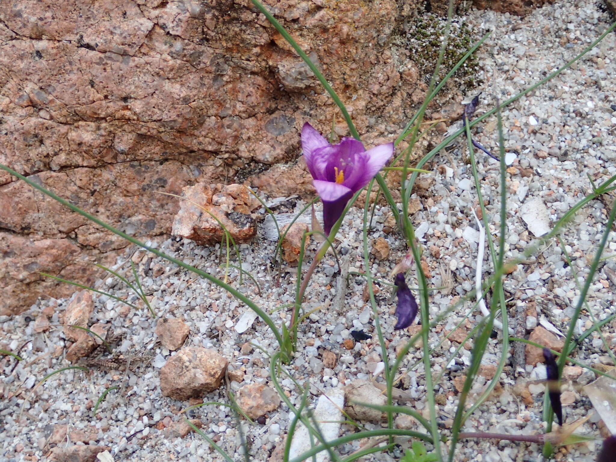 Image of Romulea requienii Parl.