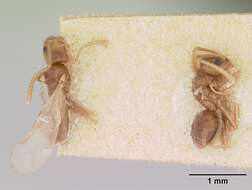 Image of Odorous House Ant