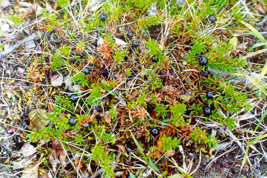 Image of Empetrum nigrum subsp. sibiricum (V. N. Vassil.) V. B. Kuvaev