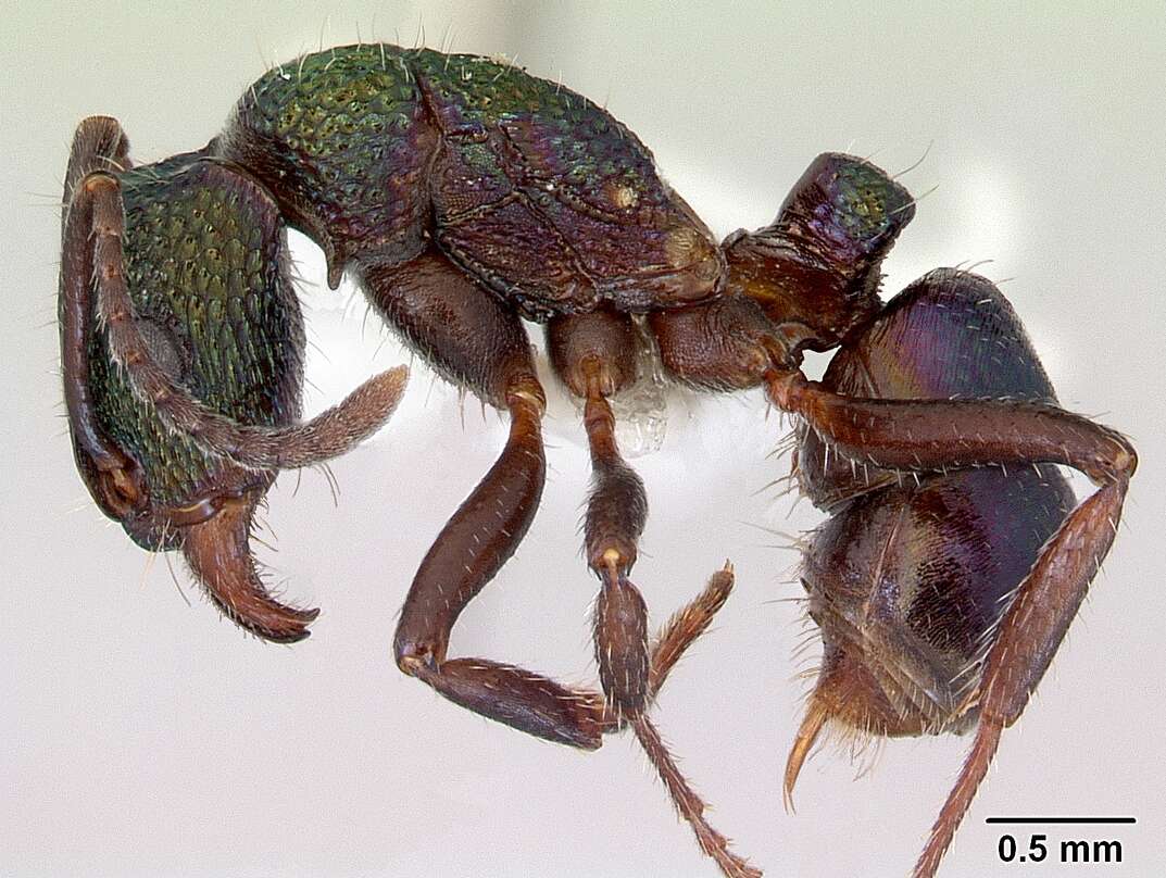 Image of green ant