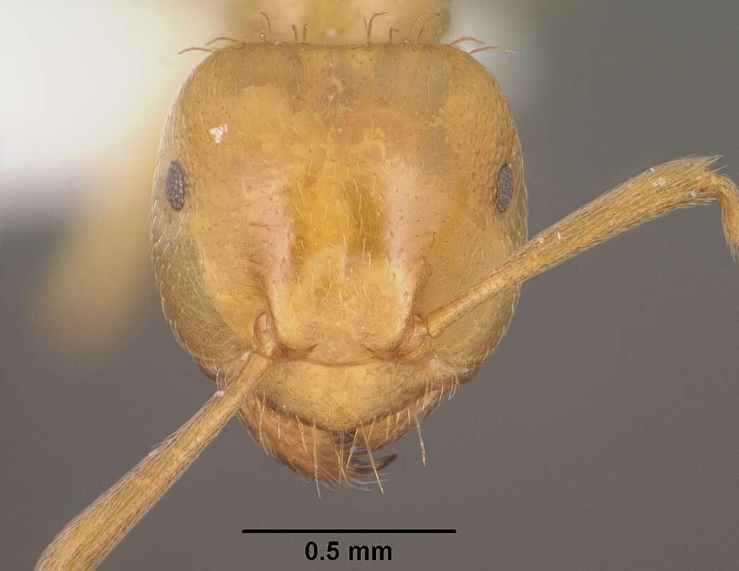 Imagem de Lasius colei