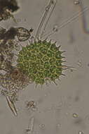 Plancia ëd Pseudopediastrum boryanum var. longicorne