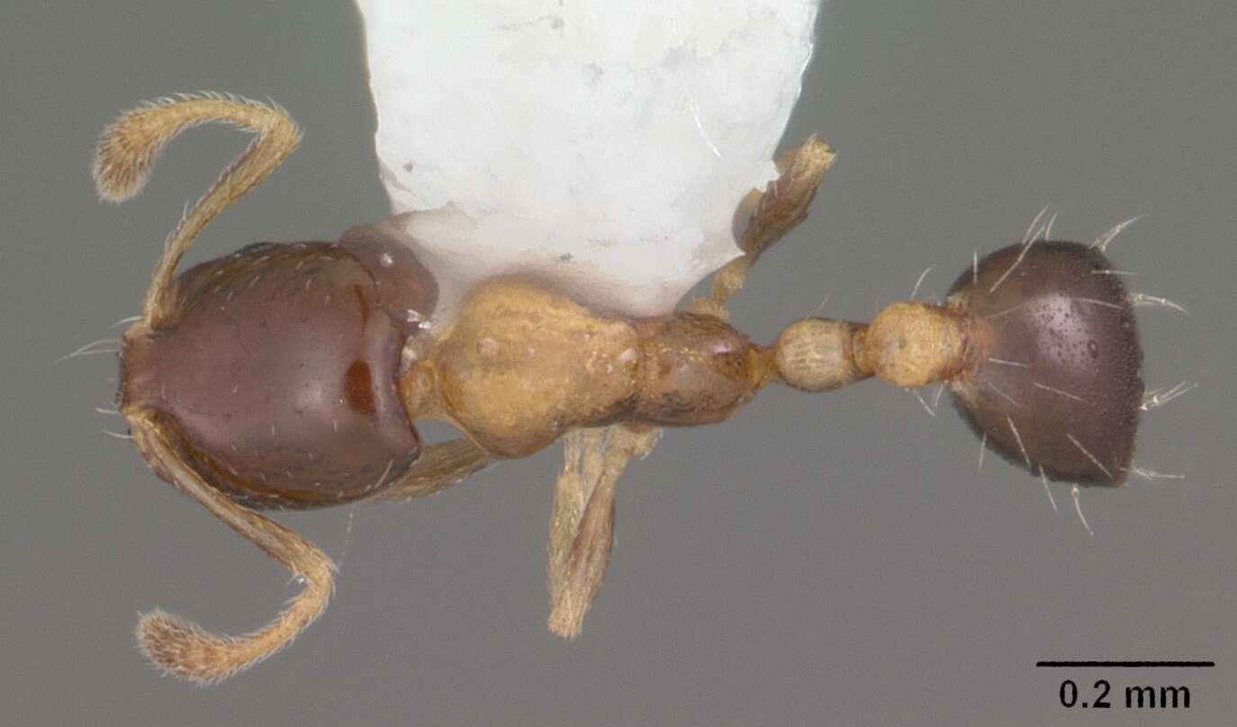 Monomorium floricola (Jerdon 1851) resmi