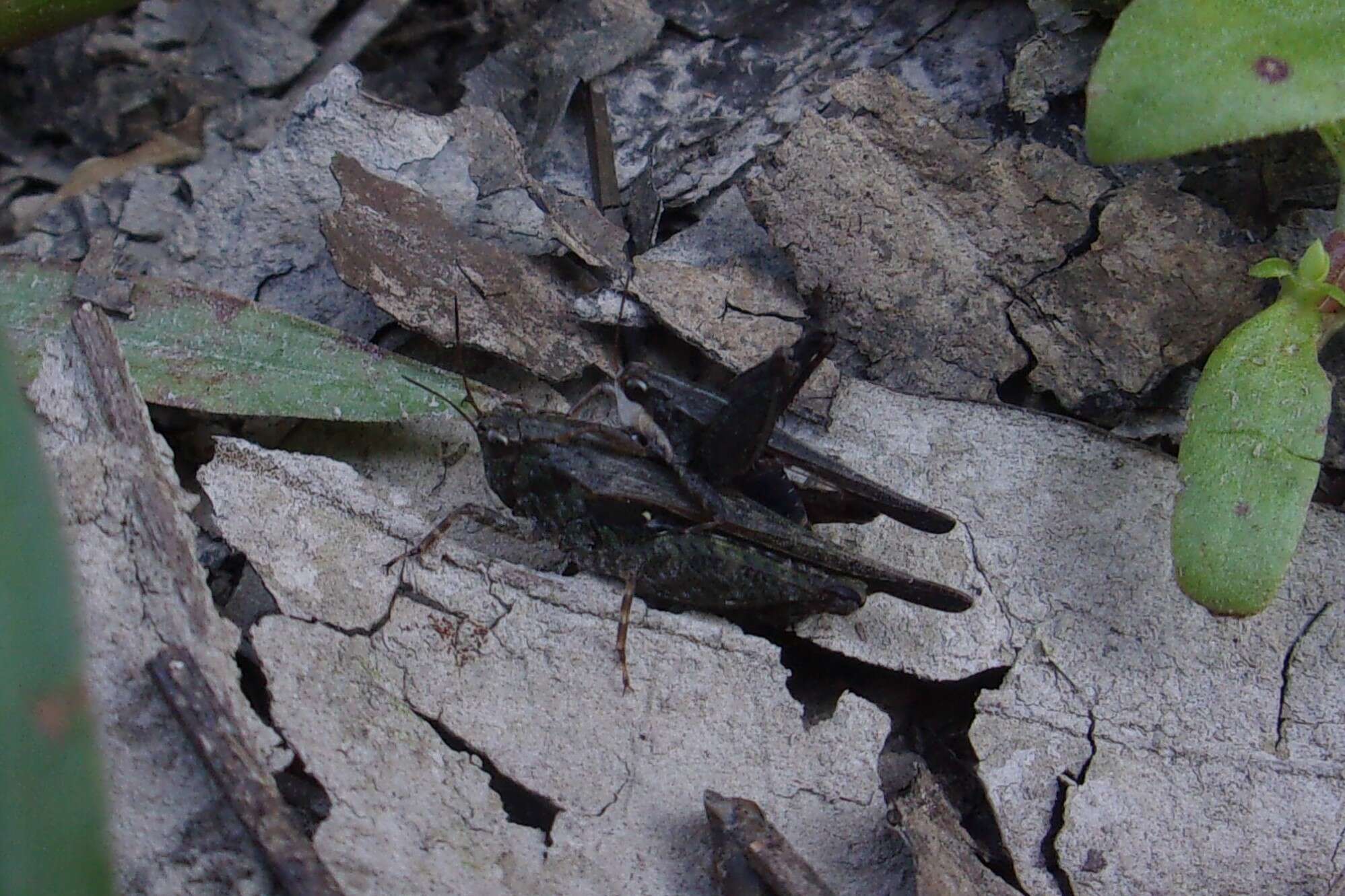 Image of Black-sided Pygmy Grasshopper