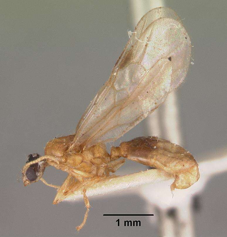 Image of Machomyrma dispar (Forel 1895)