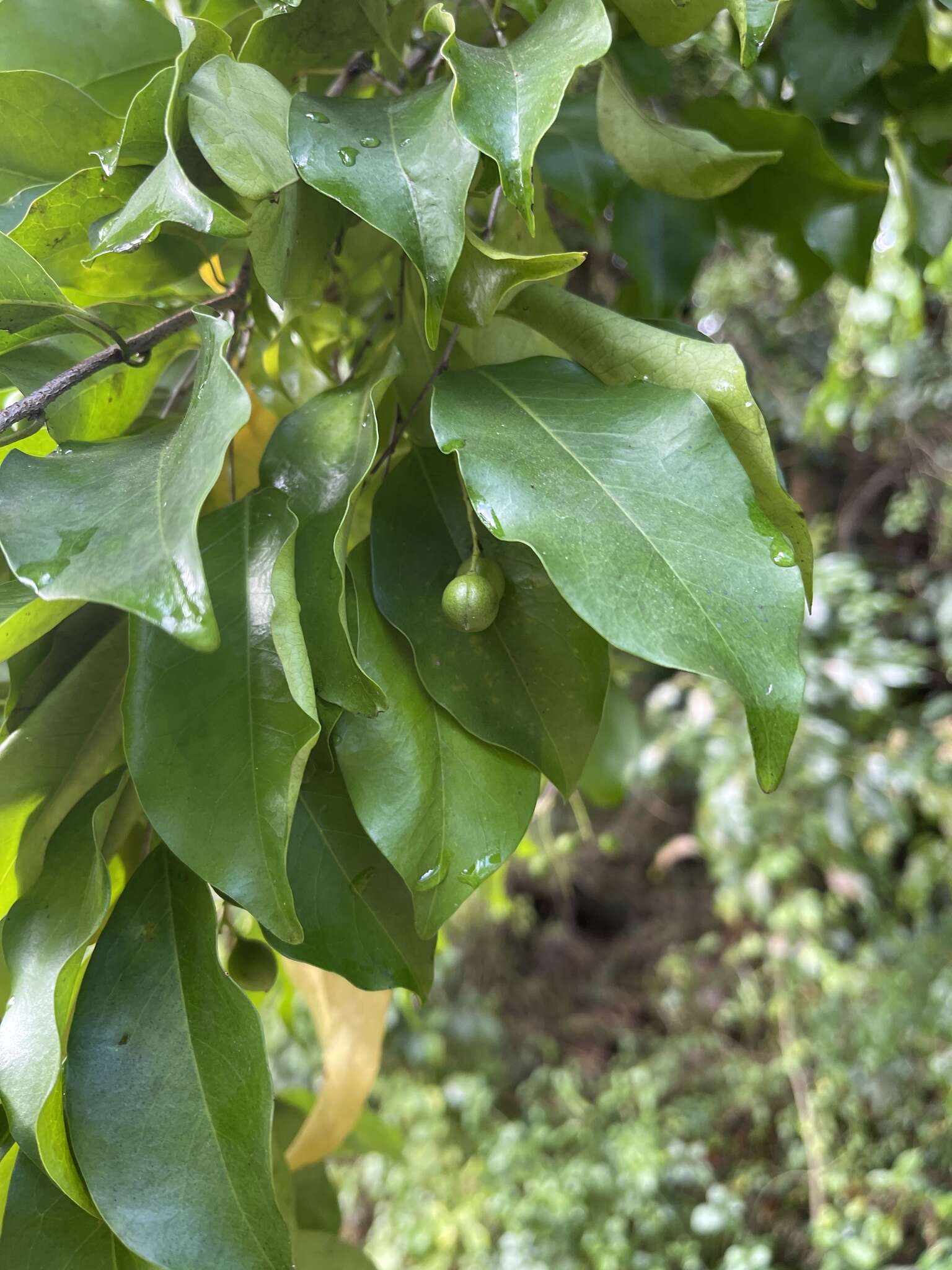 Imagem de Prunus myrtifolia (L.) Urban