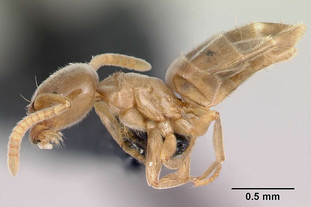 Image of Bothriomyrmex saundersi Santschi 1922