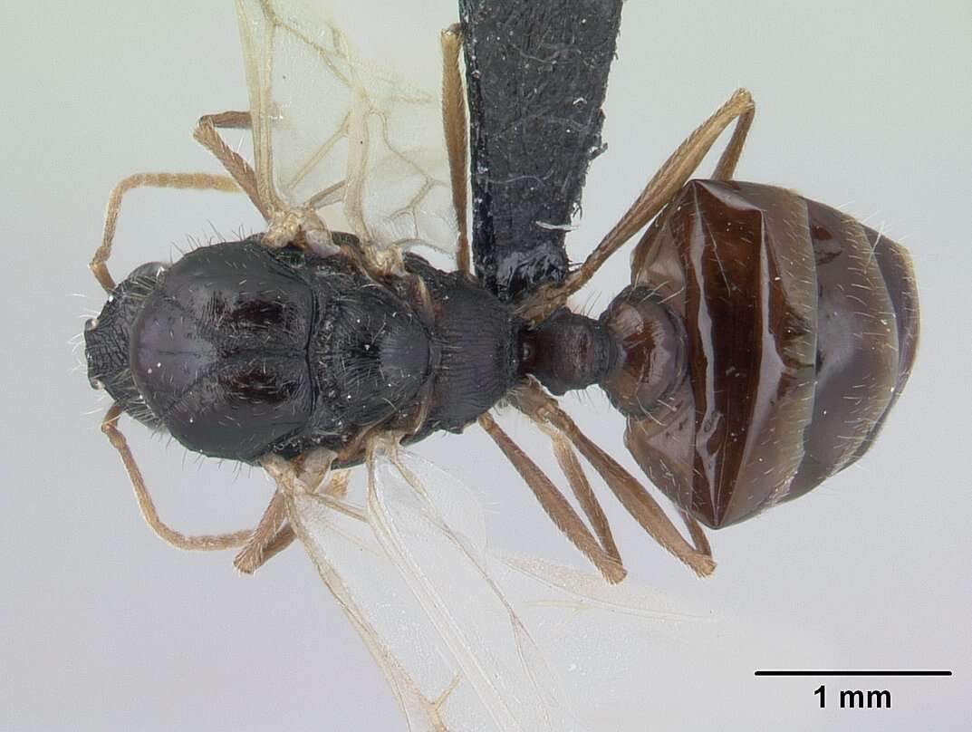 Image of Tetramorium caespitum (Linnaeus 1758)