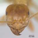 Imagem de Lasius occidentalis