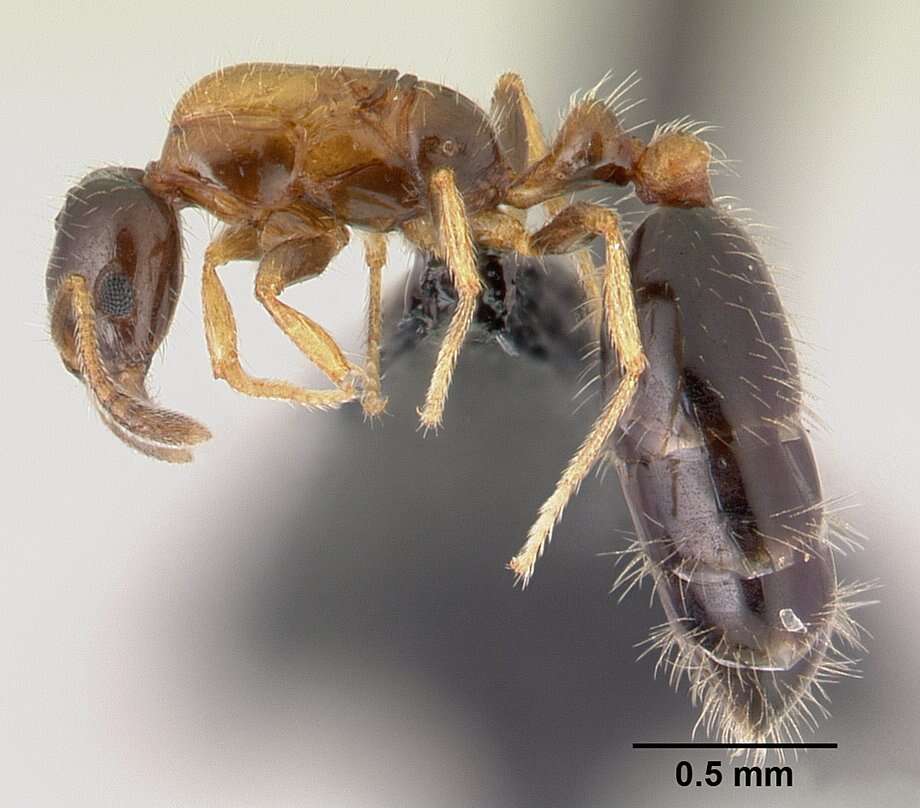 Monomorium floricola (Jerdon 1851) resmi